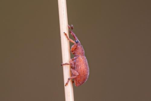 Réf. 350 267 : Apioninae inconnu